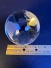 Glass Crystal Globe Paperweight With Etched Continents - 4