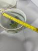Georges Briard Victorian Garden Botanical Dish Set - 11