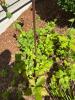 Metal Garden Sculpture Flower With Glass Centerpiece - 4