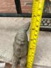 Adorable Stone Garden Gnome Figurine - 5