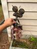Whimsical Metal Ladybug Solar Garden Statue with "WELCOME" Sign - 3