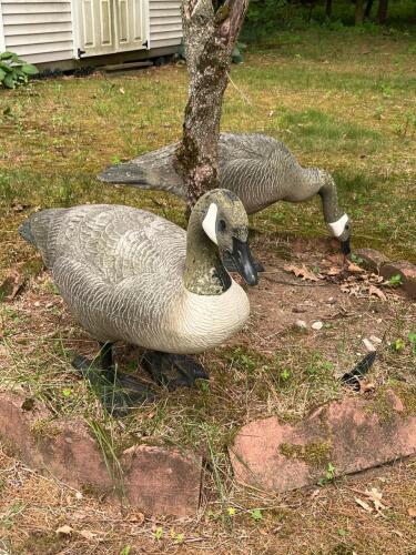 Pair of Life-Size Canada Goose Garden Statues