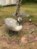 Pair of Life-Size Canada Goose Garden Statues