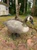 Pair of Life-Size Canada Goose Garden Statues - 2