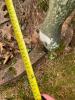 Pair of Life-Size Canada Goose Garden Statues - 4