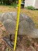Pair of Life-Size Canada Goose Garden Statues - 5