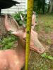 Deer Garden Figurine Statue - 5