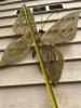Large Outdoor Metal Butterfly Wall Art Sculpture - 3