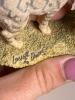 Lowell Davis Border Fine Arts Cat Figurines - 9