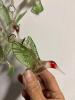 Glass-Like Hummingbird Wind Chime - 4