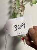 Glass-Like Hummingbird Wind Chime - 6