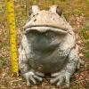 Concrete Garden Frog Statue - 4
