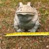 Concrete Garden Frog Statue - 5