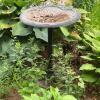 Ornate Gray Cast Stone Bird Bath with Floral Design
