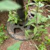 Ornate Gray Cast Stone Bird Bath with Floral Design - 2