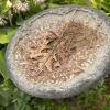 Ornate Gray Cast Stone Bird Bath with Floral Design - 3
