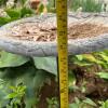 Ornate Gray Cast Stone Bird Bath with Floral Design - 5