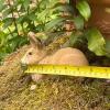 Resin Rabbit Garden Statue - 3