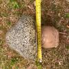 Weathered Concrete Mushroom Garden Statue - 4