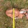 Concrete Deer Garden Statue - 5