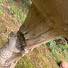 Concrete Bird Bath with Squirrel Motif - 4