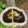 Concrete Garden Bird Bath with Faux Wood Texture - 4