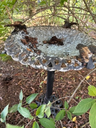 Cast Iron Bird Bath with Decorative Bird Accents