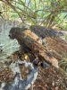 Cast Iron Bird Bath with Decorative Bird Accents - 2