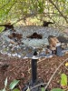 Cast Iron Bird Bath with Decorative Bird Accents - 3