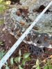 Cast Iron Bird Bath with Decorative Bird Accents - 6
