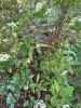 Cast Iron Bird Bath with Decorative Bird Accents - 8