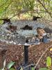 Cast Iron Bird Bath with Decorative Bird Accents - 12