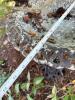 Cast Iron Bird Bath with Decorative Bird Accents - 15