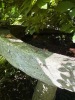 Large Heavy Concrete Bird Bath with Patina - 4