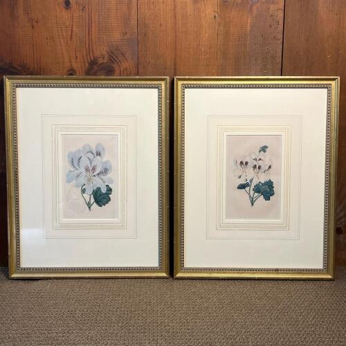 Pair of Framed Botanical Prints