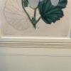 Pair of Framed Botanical Prints - 3