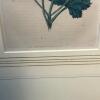 Pair of Framed Botanical Prints - 6