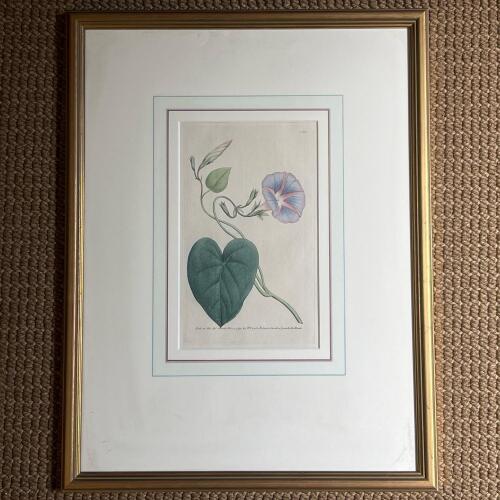 Framed Botanical Prints