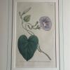 Framed Botanical Prints - 2