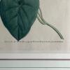 Framed Botanical Prints - 3