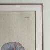 Framed Botanical Prints - 4