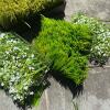 Assorted Artificial Grass and Floral Mats For Crafts! - 2