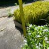 Assorted Artificial Grass and Floral Mats For Crafts! - 3