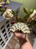 Pair of Tole Strawberry-Style Metal Candleholders - 4