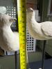 Pair of Folk Art-Style Carved Wooden Bird Sculptures - 6