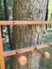 Wooden Folding Dryer and Peg Rack (In 2 pieces - 7
