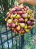 Pair of Fig Motif Decorative Spheres - 2