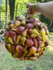 Pair of Fig Motif Decorative Spheres - 3