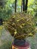 Willow Ball Sphere on Antique Wirework Basket