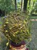 Willow Ball Sphere on Antique Wirework Basket - 2